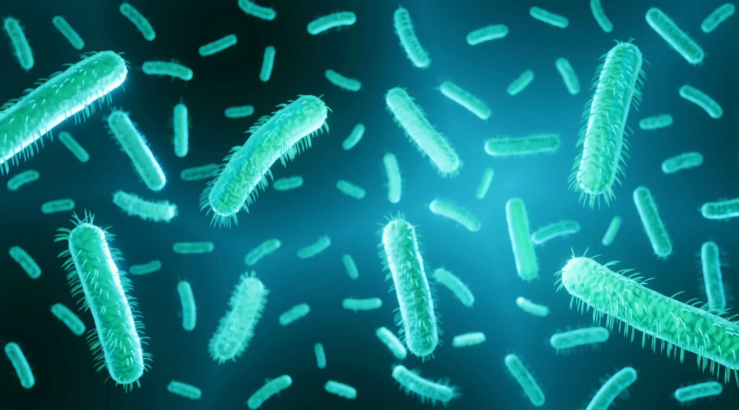 E Coli bacteria
