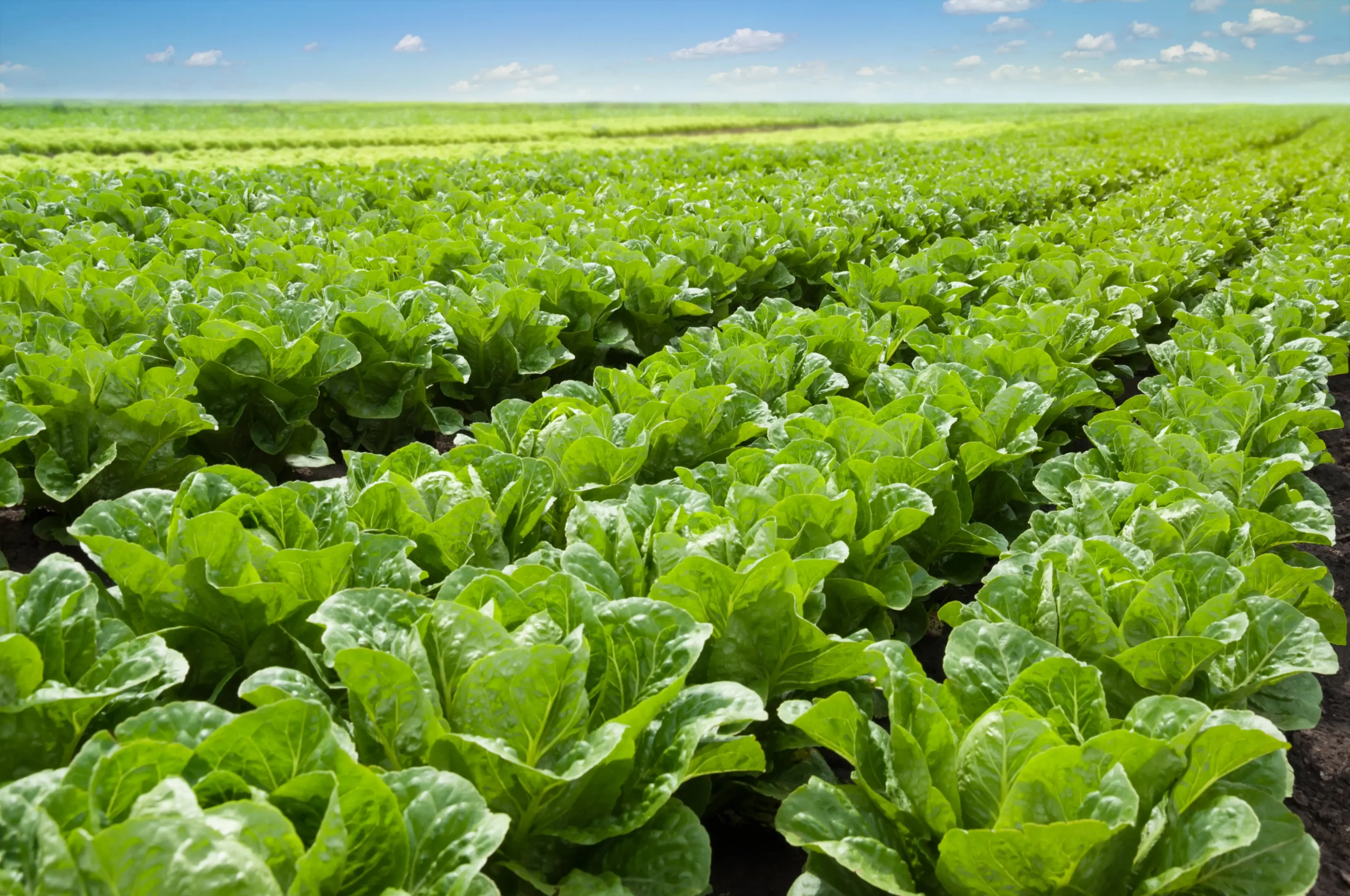 Growing lettuce in rows in a field