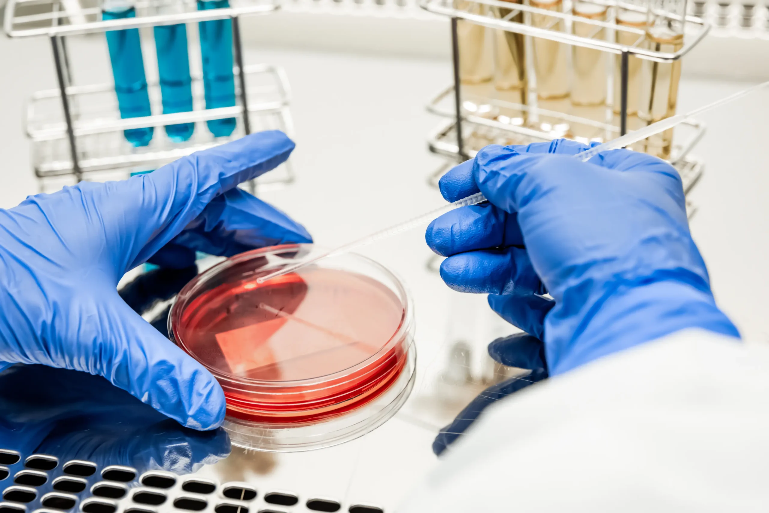 Researcher working with petri plate