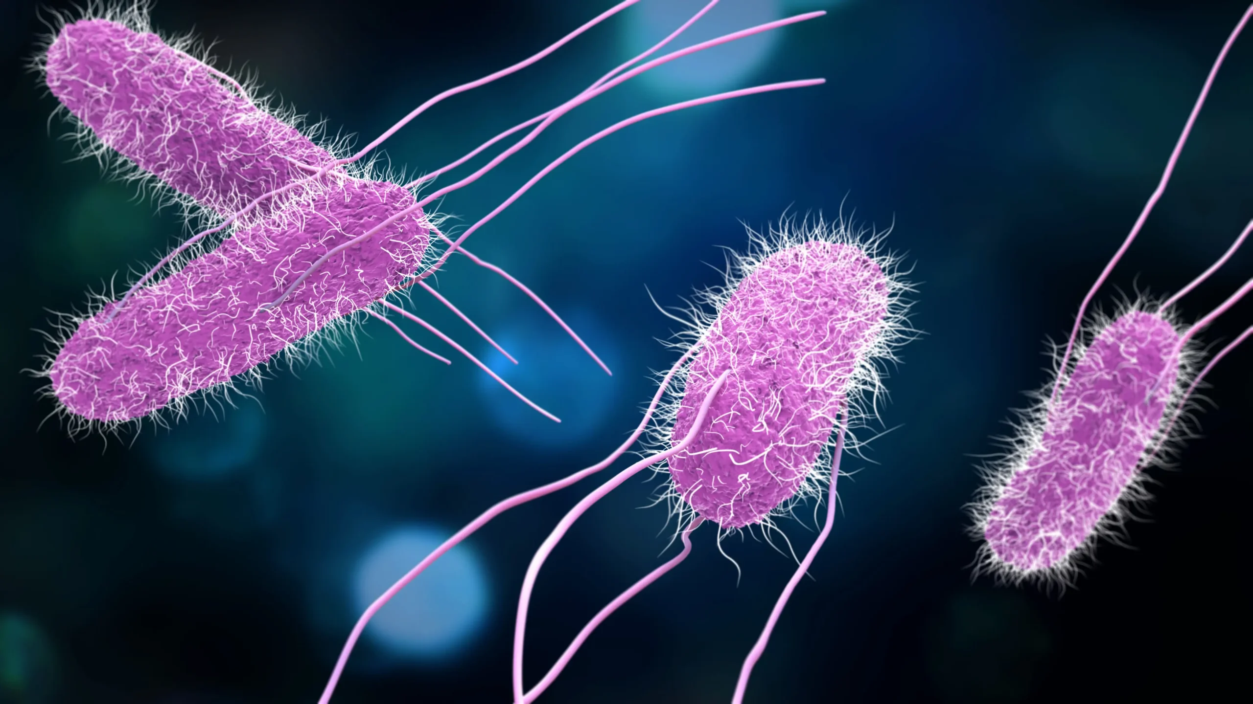 Salmonella Bacteria stock photo