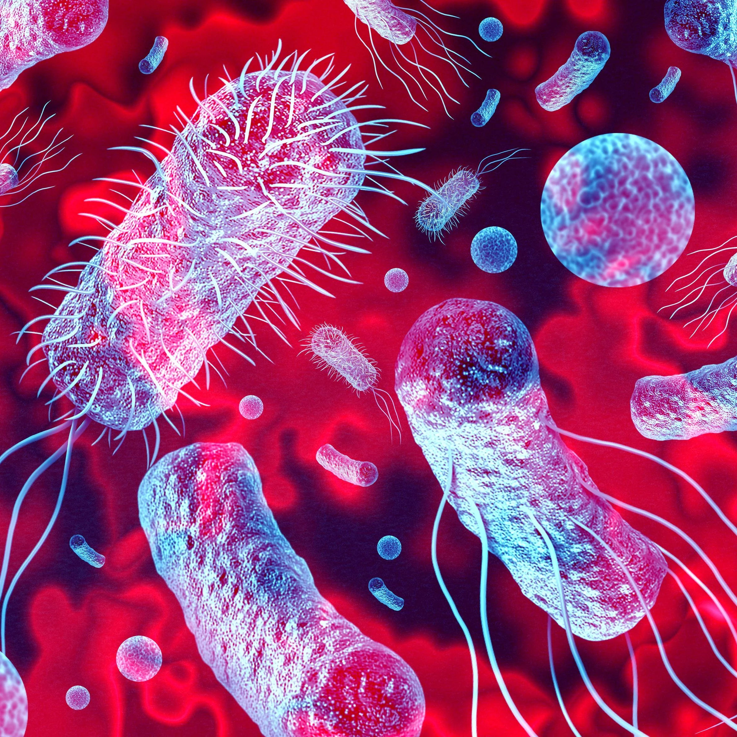 Listeria cells
